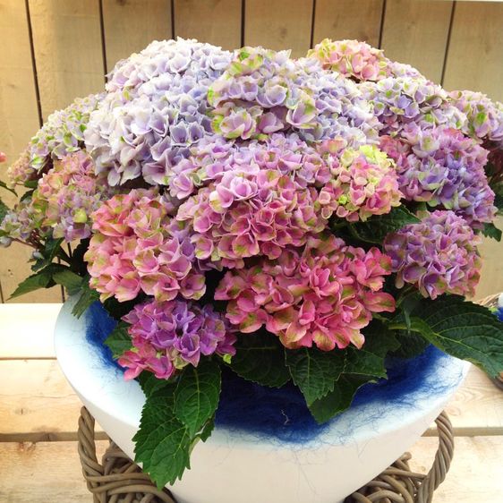 Гортензія крупнолиста Революшн / С5 / Hydrangea Revolution