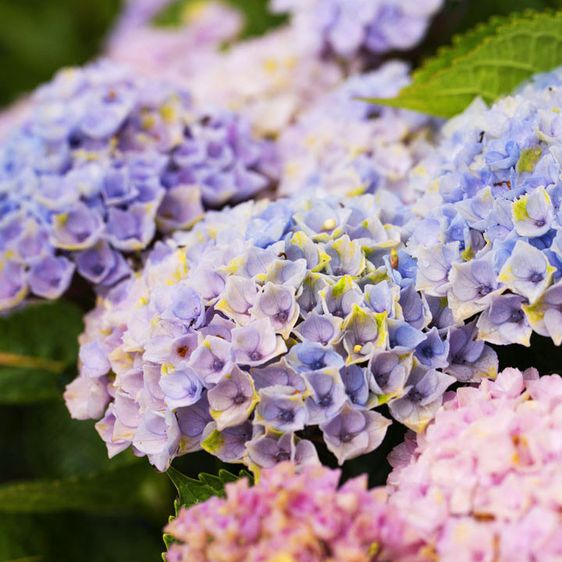 Гортензія крупнолиста Революшн / С5 / Hydrangea Revolution