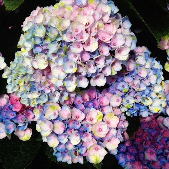 Гортензія крупнолиста Революшн / С5 / Hydrangea Revolution