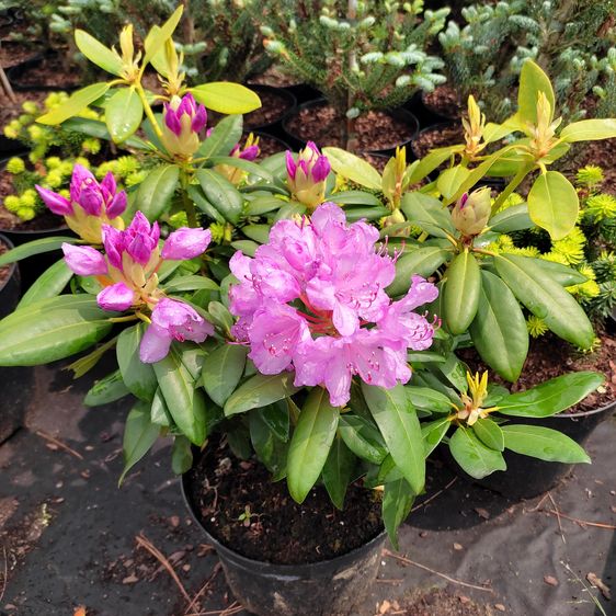 Рододендрон Боурзалт / С10 / Rhododendron Boursault