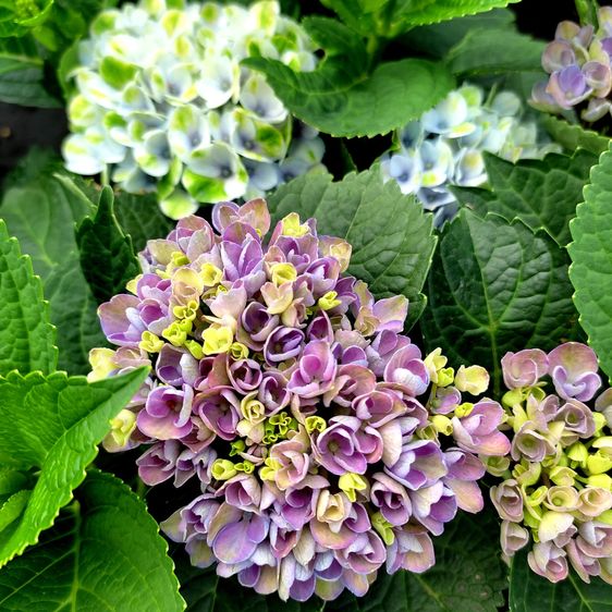 Гортензія крупнолиста Революшн / С5 / Hydrangea Revolution