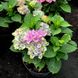 Гортензія крупнолиста Революшн / С5 / Hydrangea Revolution