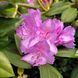 Рододендрон Боурзалт / С10 / Rhododendron Boursault