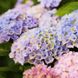 Гортензия крупнолистная Революшн / С5 / Hydrangea Revolution