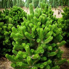Сосна черная Орегон Грин / h 40-50 / Pinus nigra Oregon Green