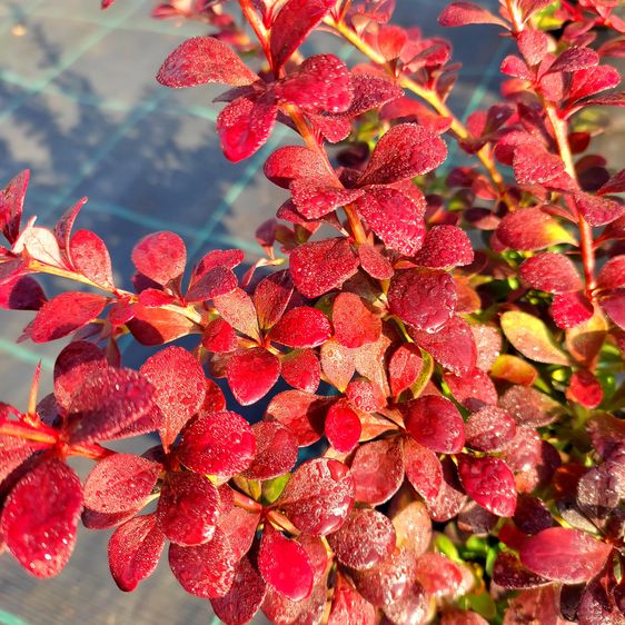 Барбарис тунберга Дартс Ред Леди / Berberis Dart's Red Lady