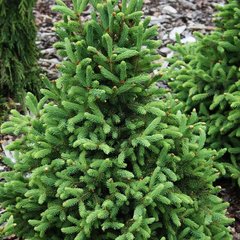 Ель глаука Синдерелла / С3 / h 40-50 / Picea glauca Cinderella