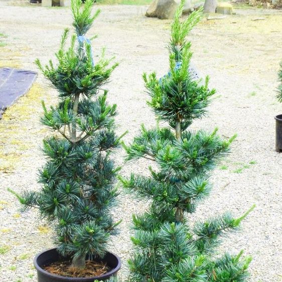 Сосна японская Темпелхоф / h 40-60 / Pinus parviflora Tempelhof