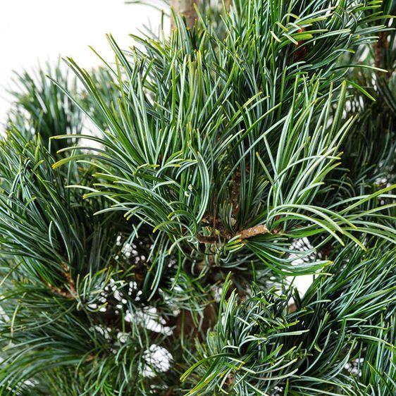 Сосна японская Темпелхоф / h 40-60 / Pinus parviflora Tempelhof