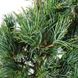 Сосна японська Темпелхоф / h 40-60 / Pinus parviflora Tempelhof