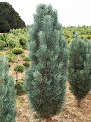 Сосна звичайна Фастігіата / С20 / h 50-60 / Pinus Fastigiata