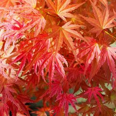 Клен японський Баттерскотч / h 30-40 / Acer palmatum Butterscotch