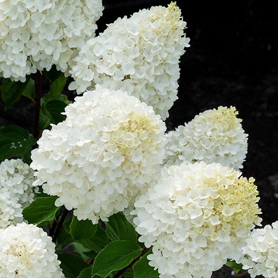 Гортензія Саммер Сноу / С5 / Hydrangea Summer Snow