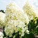 Гортензія Саммер Сноу / С5 / Hydrangea Summer Snow